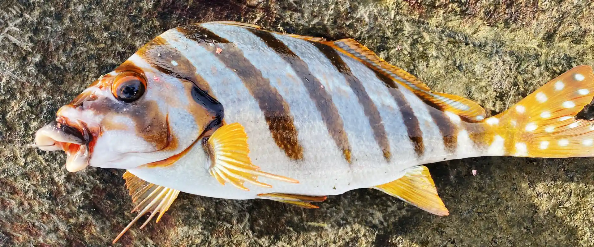 タカノハダイの食べ方！まずいションベンタレ魚の味を美味しく刺身に まとめ