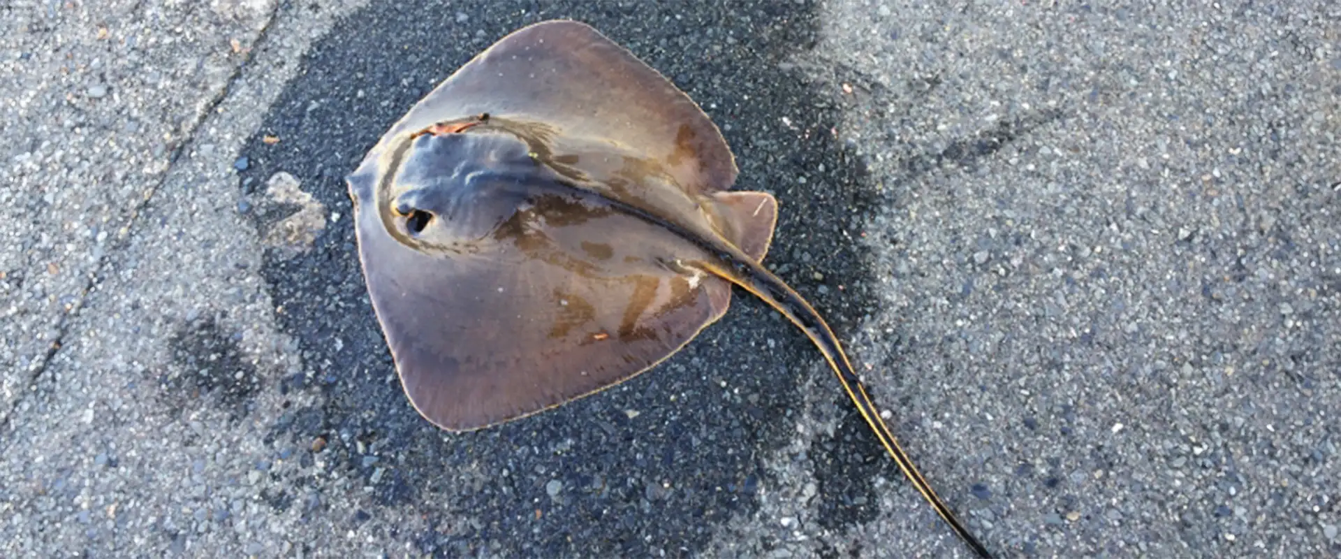 そもそもアカエイとはどんな魚？毒針に注意