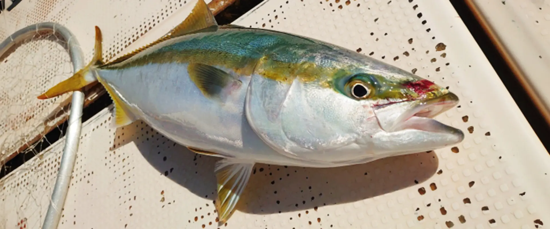 そもそも「ぶり」ってどんな魚？生態と特徴