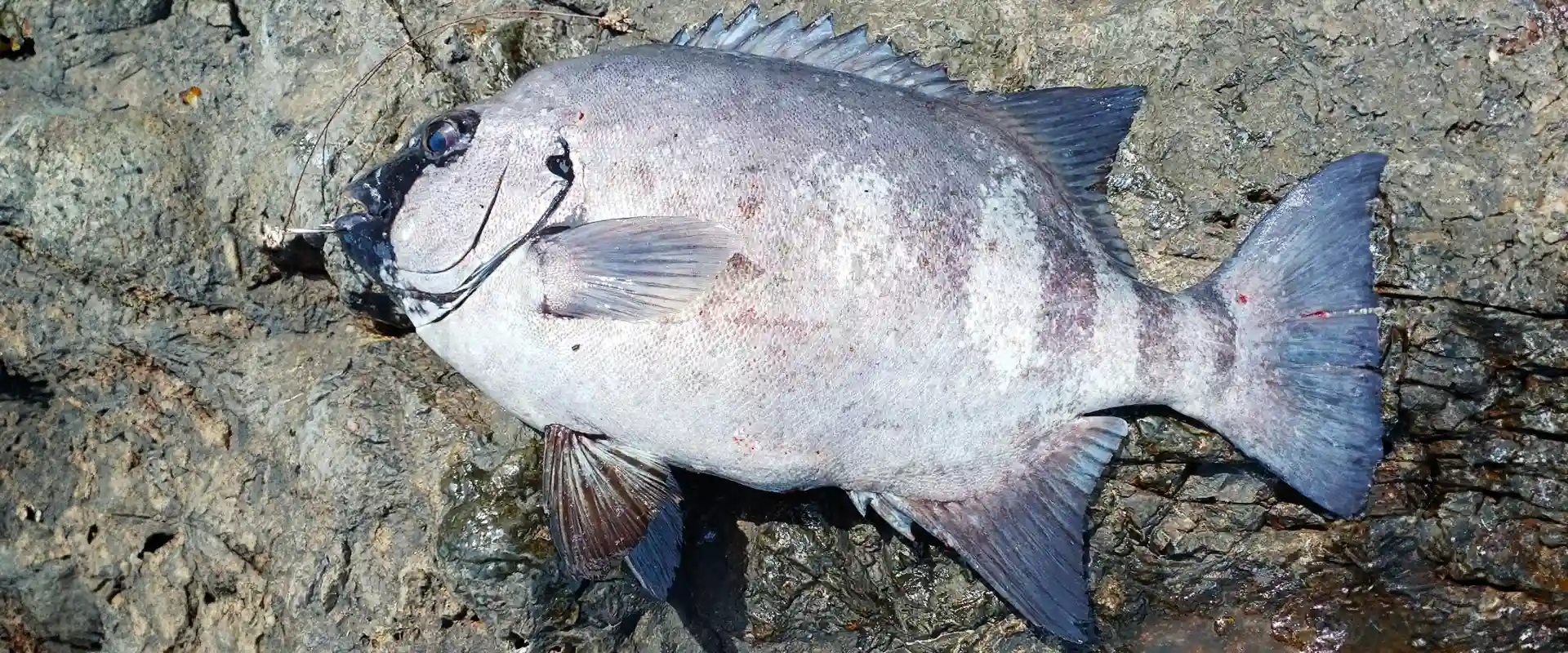 釣った石鯛の値段は？刺身の味はまずいの？食べ方は煮付け？