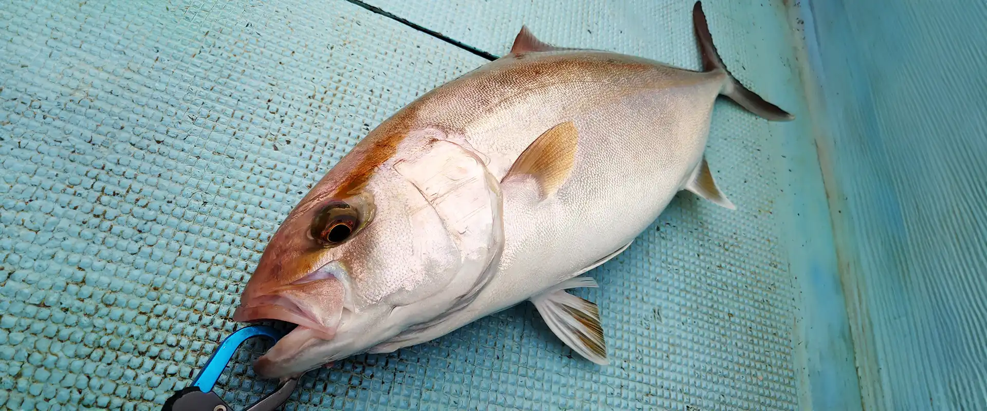 カンパチは出世魚？順番と呼び名｜ブリは同じ魚ではありません