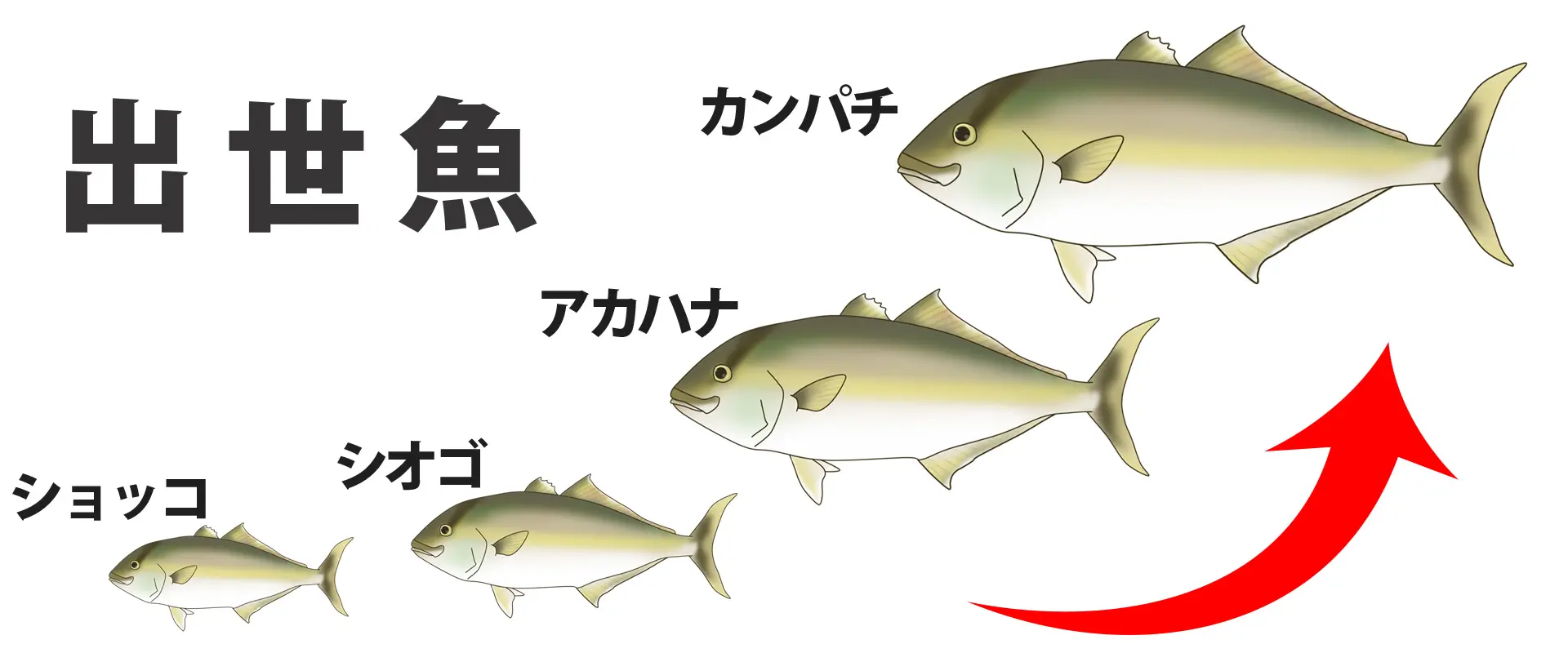 カンパチの順番と呼び名