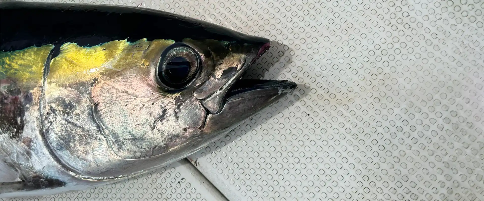 キハダマグロとはどんな魚？本マグロとの違い