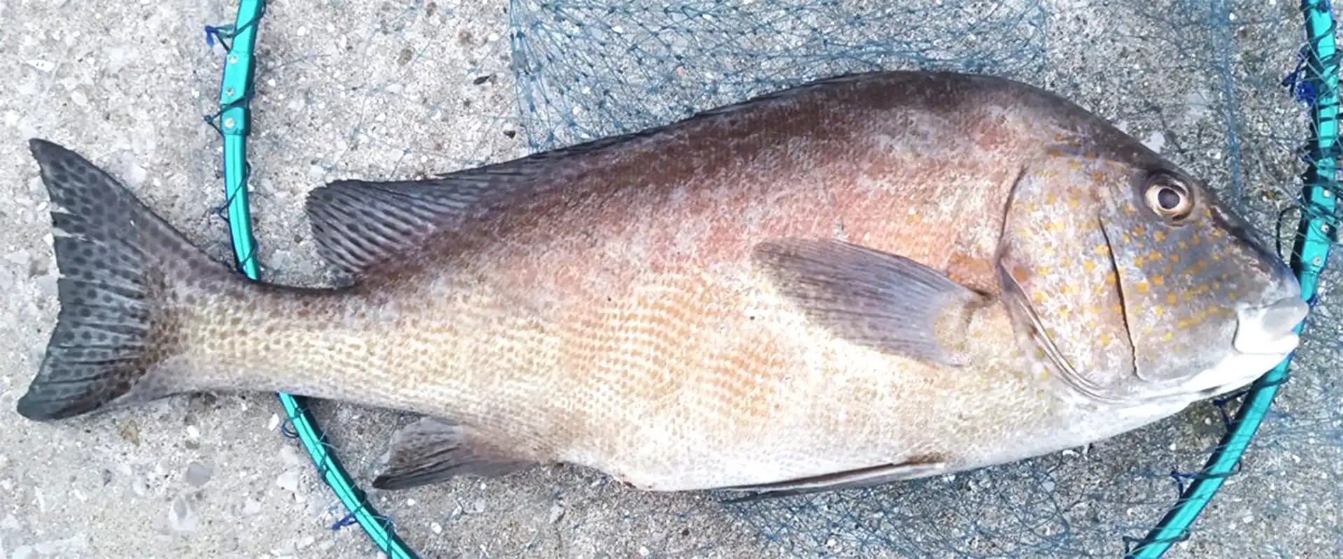 コロダイの刺身はまずいの？美味しい食べ方は？寄生虫はいる？