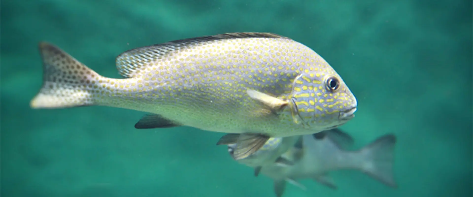 コロダイの生態と特徴