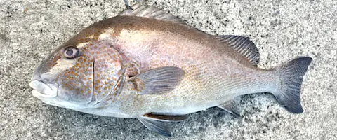 そもそもコロダイとはどんな魚？生態と特徴