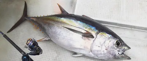 メバチマグロはまずい？キハダとバチの違いは？どっちが美味しい