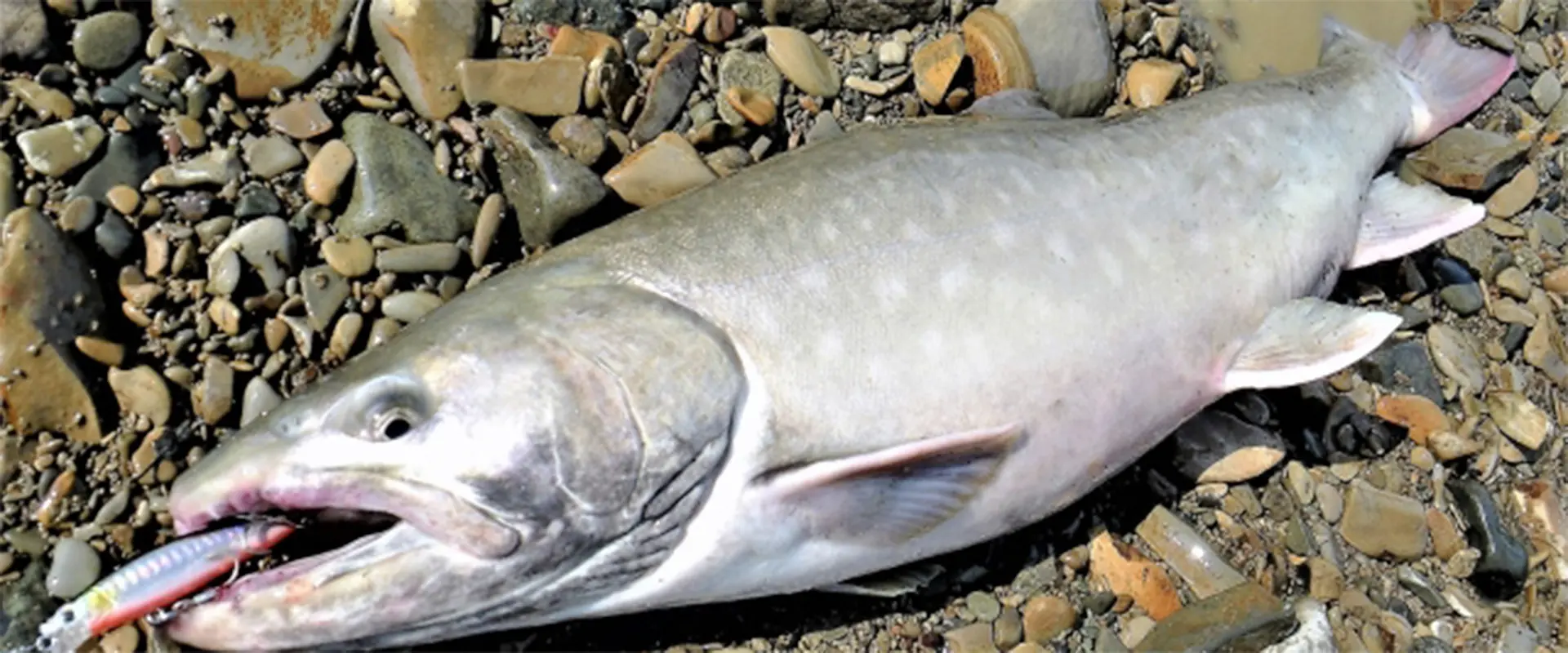 アメマスとはどんな魚？イワナとの違い