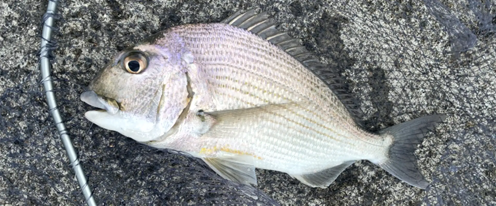 そもそもヘダイ（平鯛）とは？生態と特徴