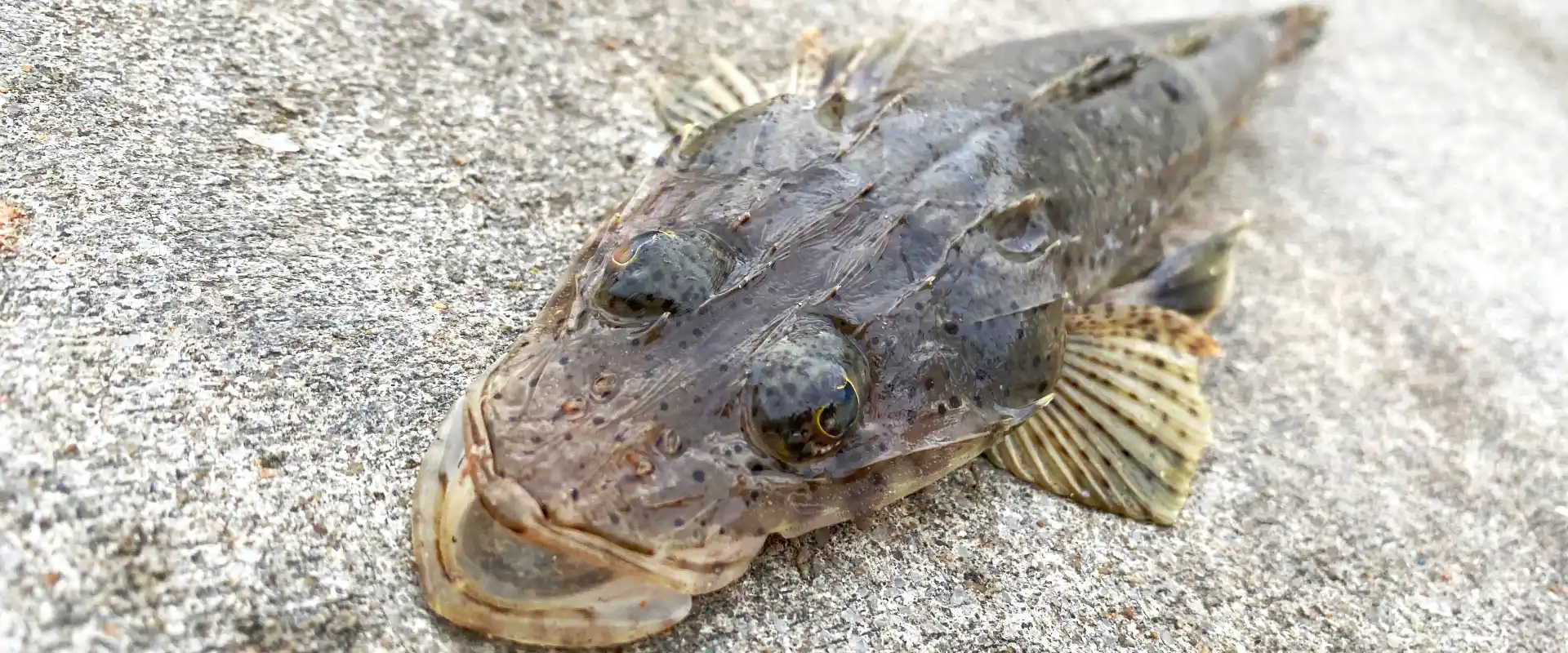 マゴチの刺身はまずい？寄生虫はいる？釣ったコチの値段は？