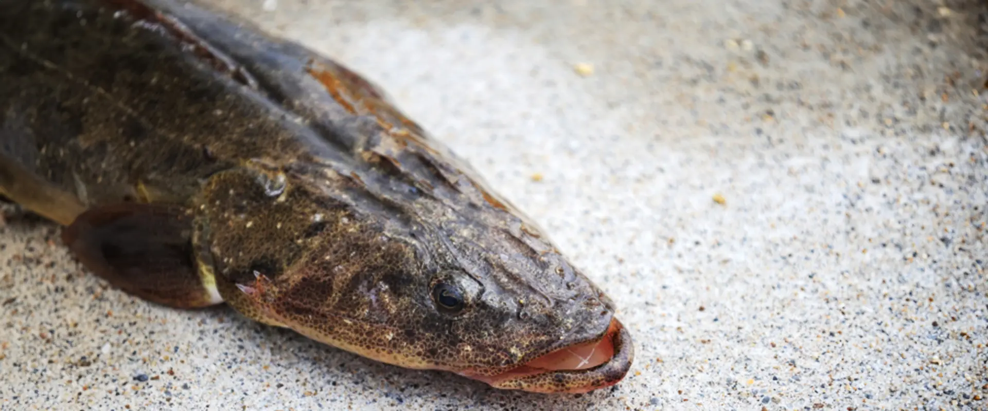 夏が旬の魚、コチの味はまずいの？食べ方は薄造り？