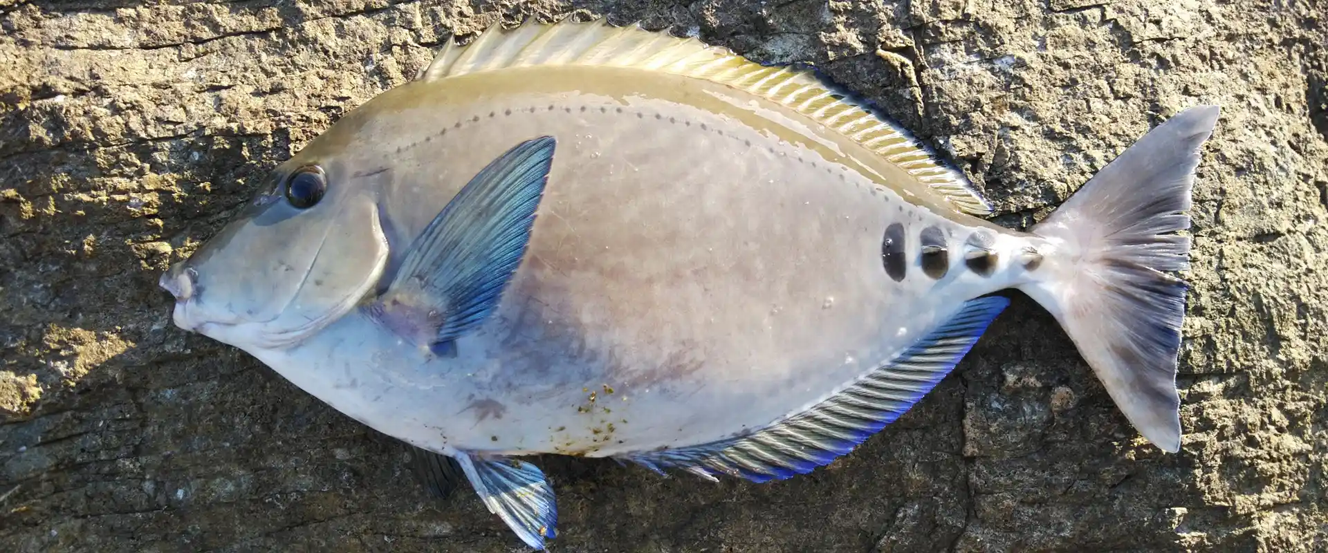 ニザダイ（サンノジ）の刺身はまずい？磯臭い魚の食べ方