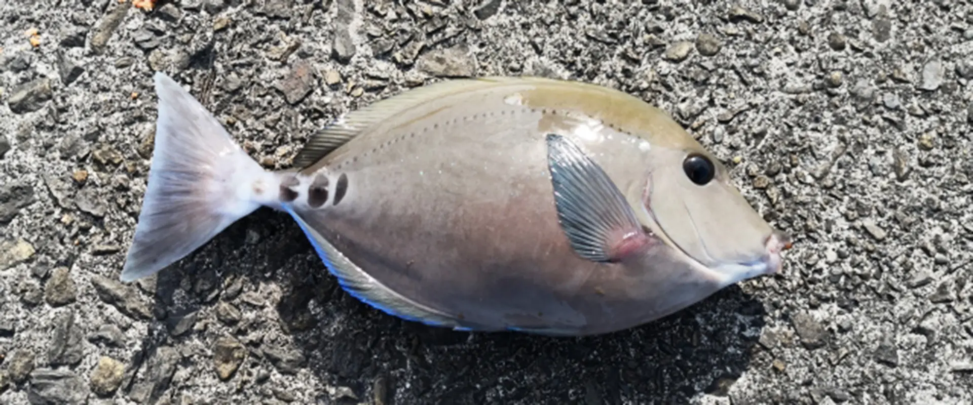 ニザダイ（サンノジ）とはどんな魚？