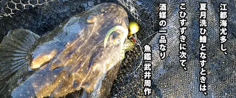 マゴチの刺身はまずい？寄生虫はいる？釣ったコチの値段は？まとめ