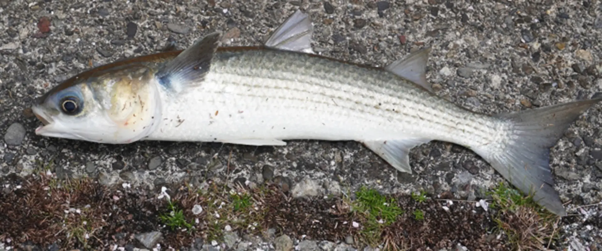 ボラってどんな魚なの？食べない理由？