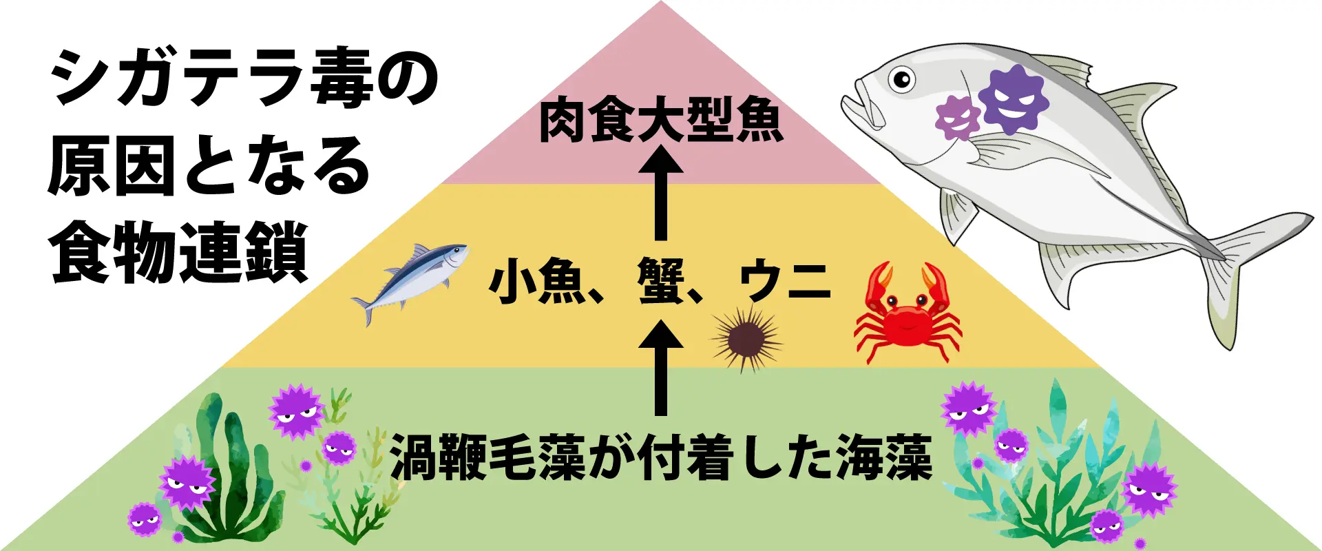 大型は注意・毒抜きは不可能