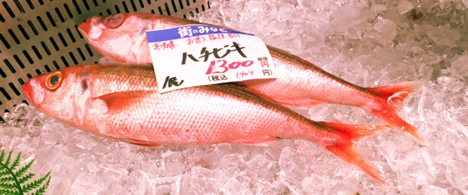 そもそもハチビキ（ちびき）ってどんな魚なの？