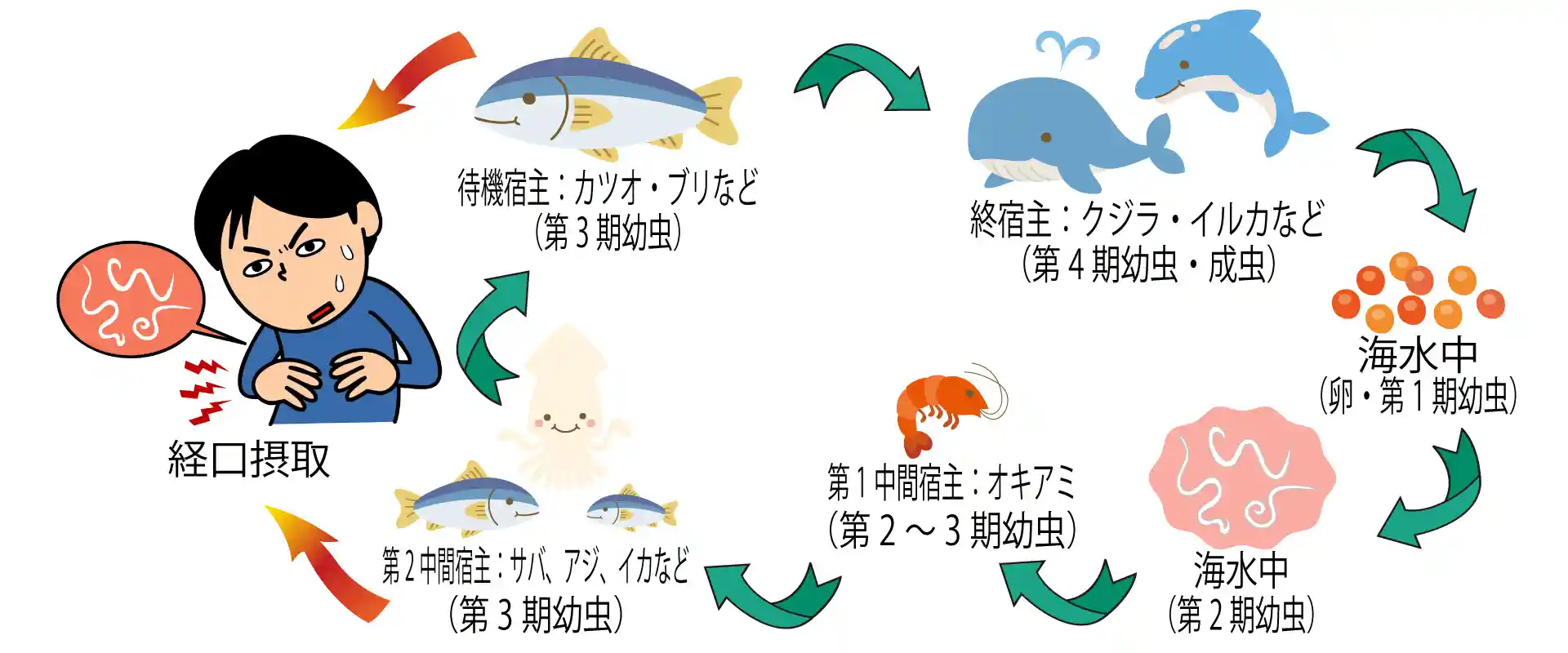 刺身に寄生虫いる？