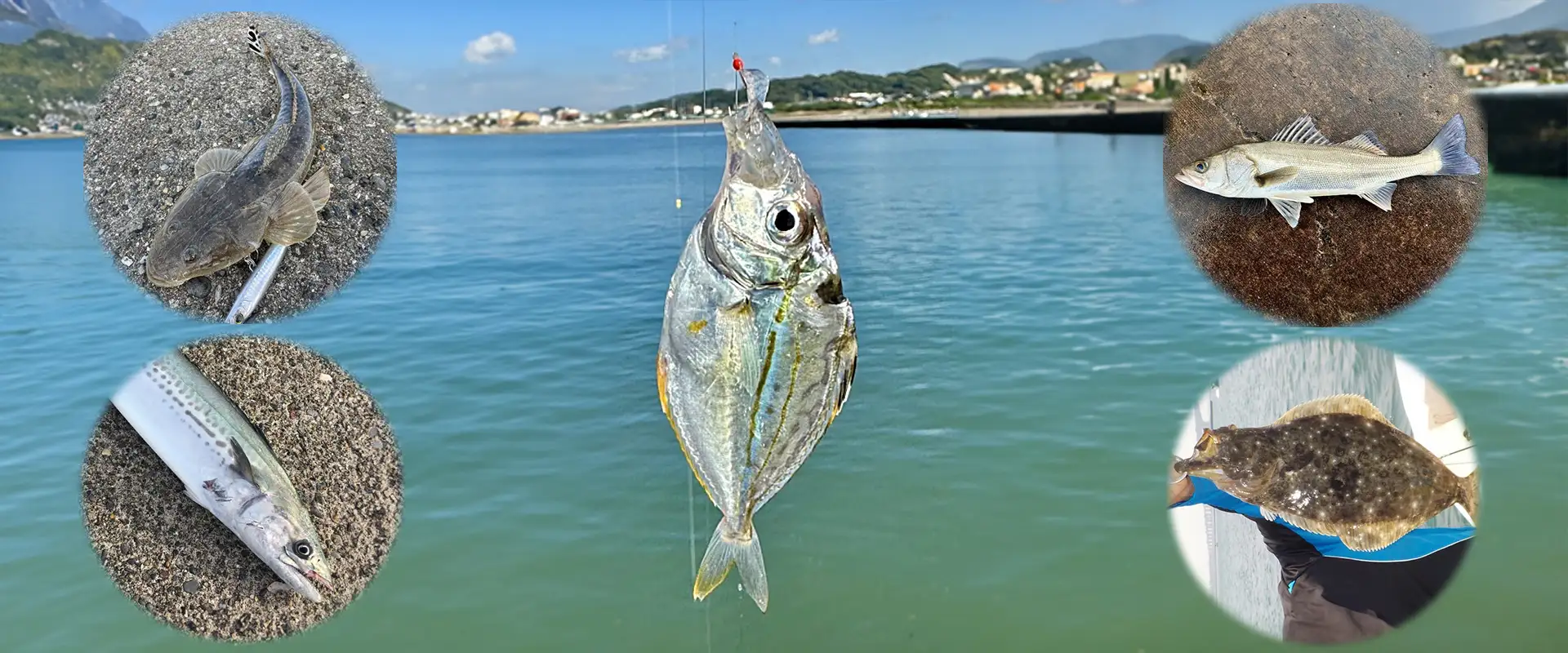 ヒイラギで泳がせ釣り