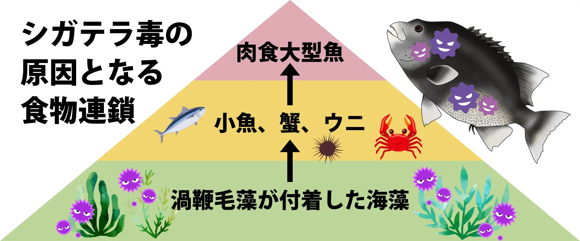 食中毒・シガテラ毒