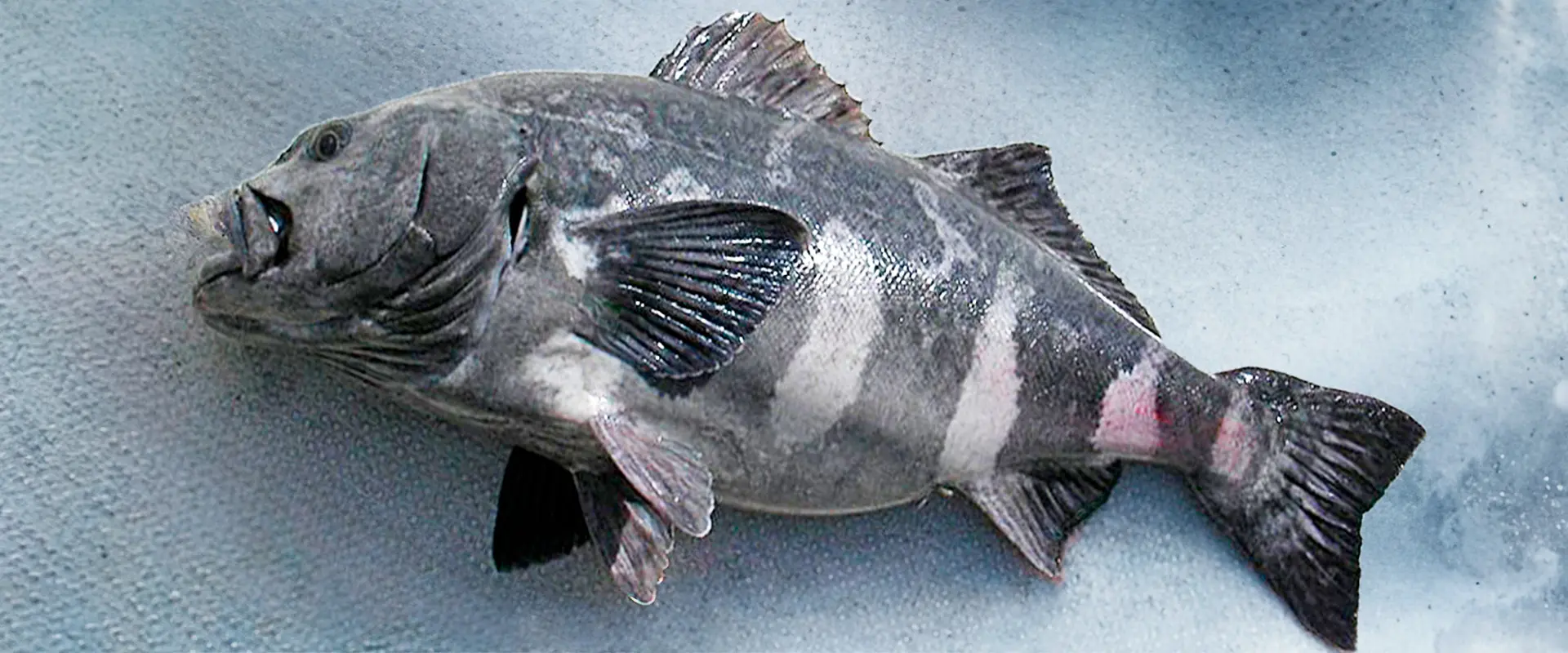 アブラボウズは販売禁止？食べ過ぎるとケツから油が…下痢？まとめ