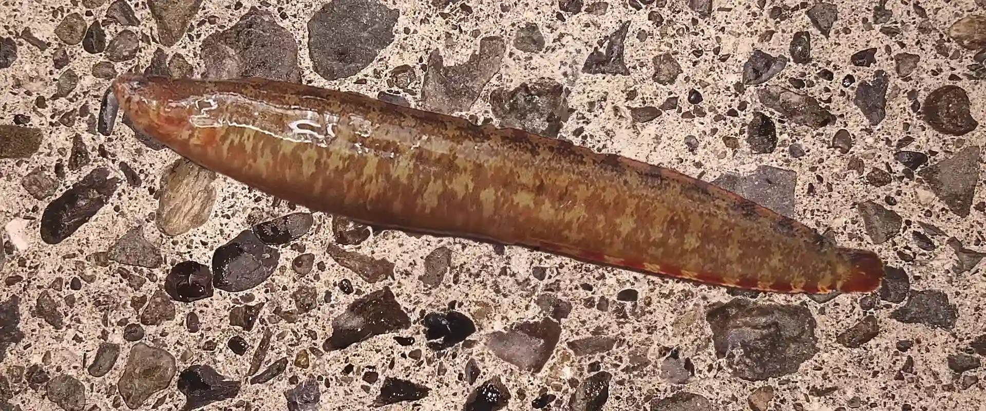 ギンポって魚は危ない？美味しい食べ方は天ぷら？似てる魚は？