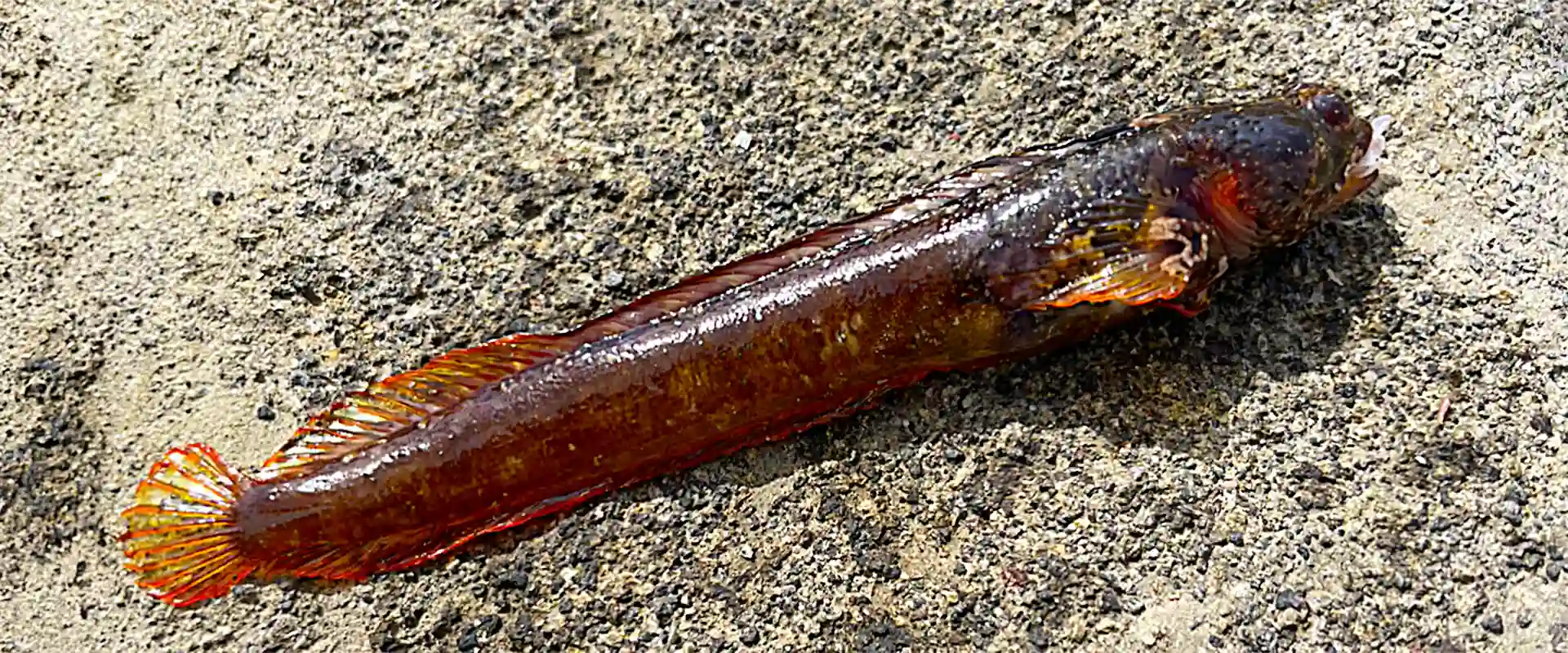 そもそもギンポとは？どんな魚なの？