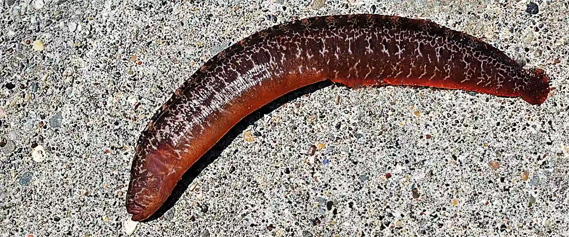 ギンポの生態と特徴