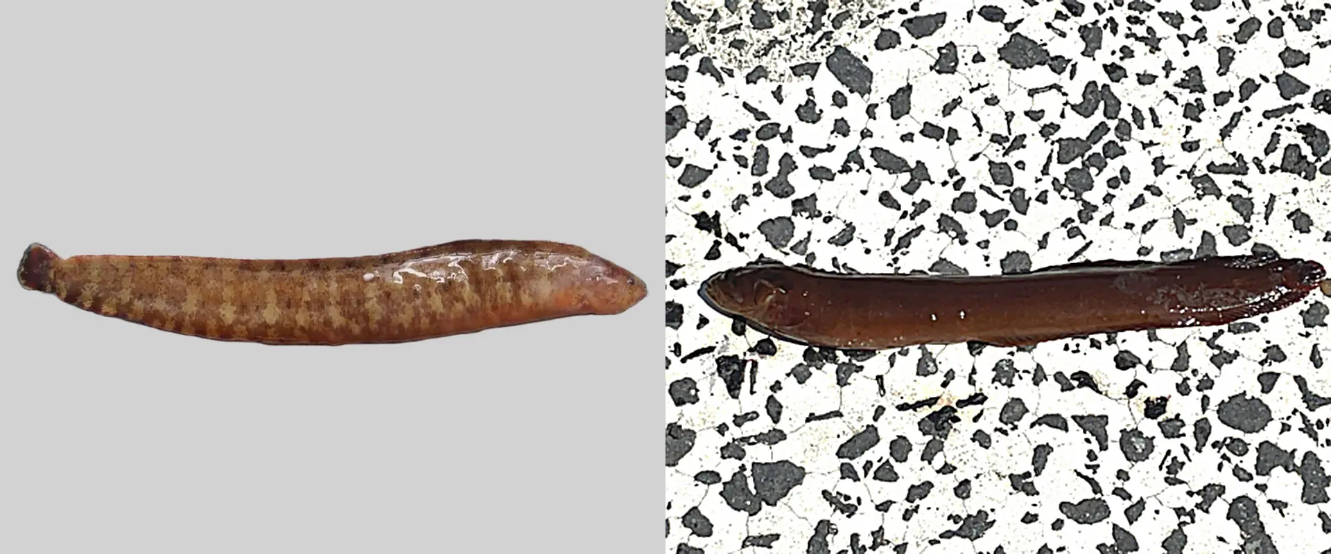 ダイナンギンポとの違い