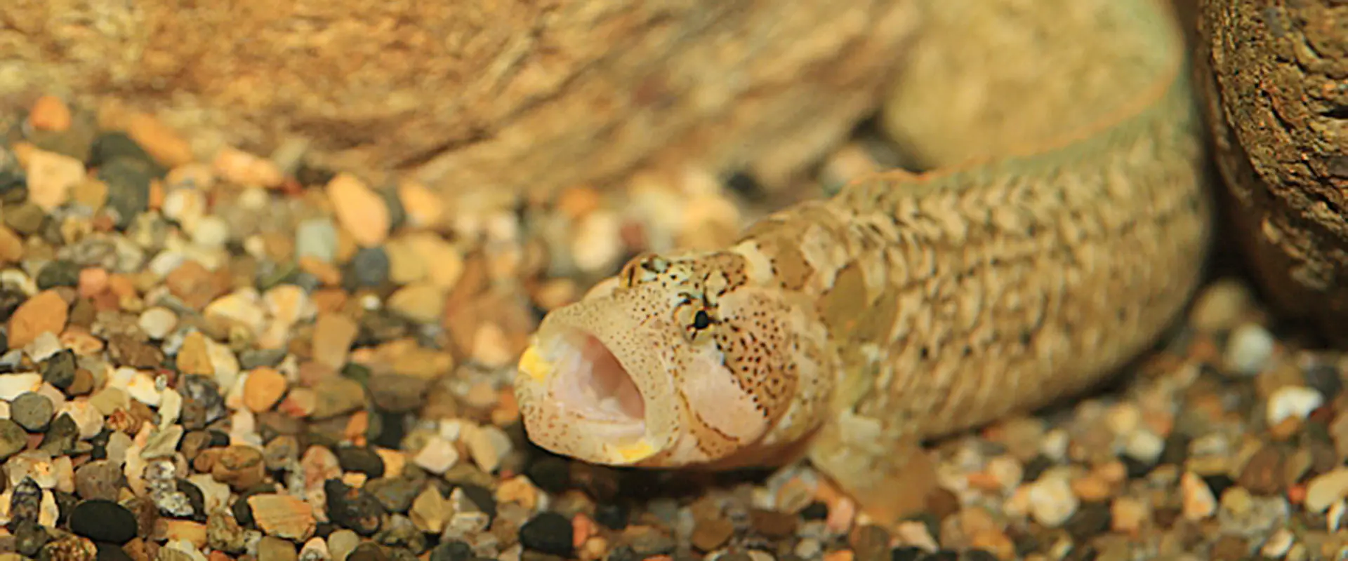 ギンポって危ない？噛み付くの？