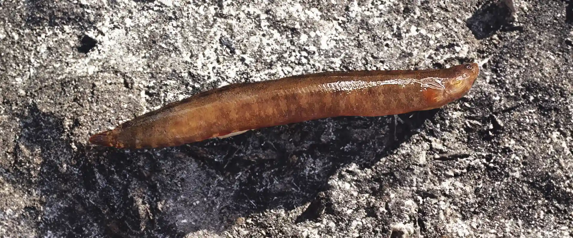 カミソリ（剃刀）