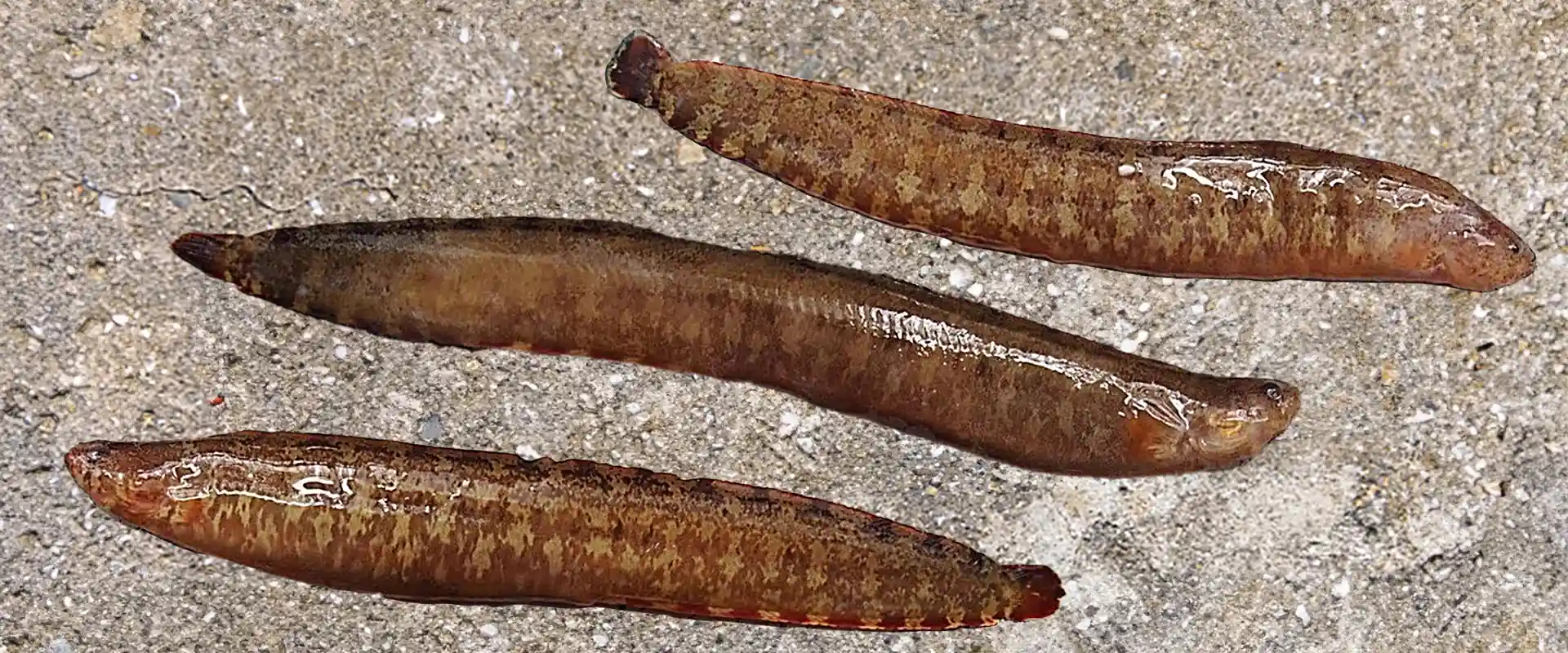 ギンポって魚は危ない？美味しい食べ方は天ぷら？似てる魚は？まとめ