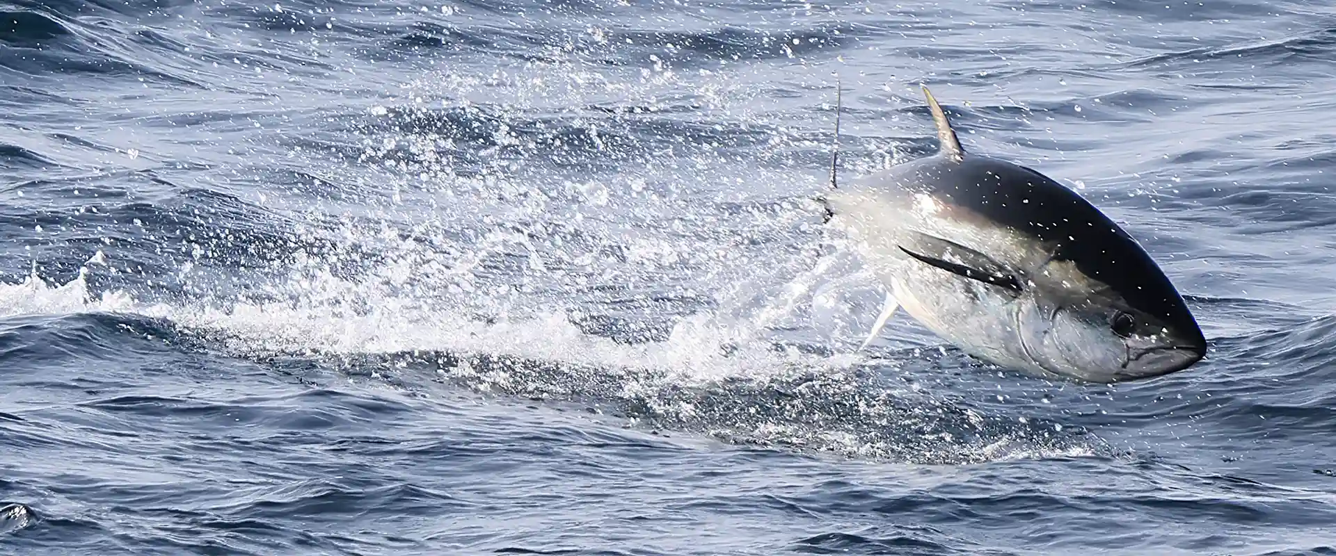 クロマグロを釣れたら死んだ場合は持ち帰りOK？遊漁の規制