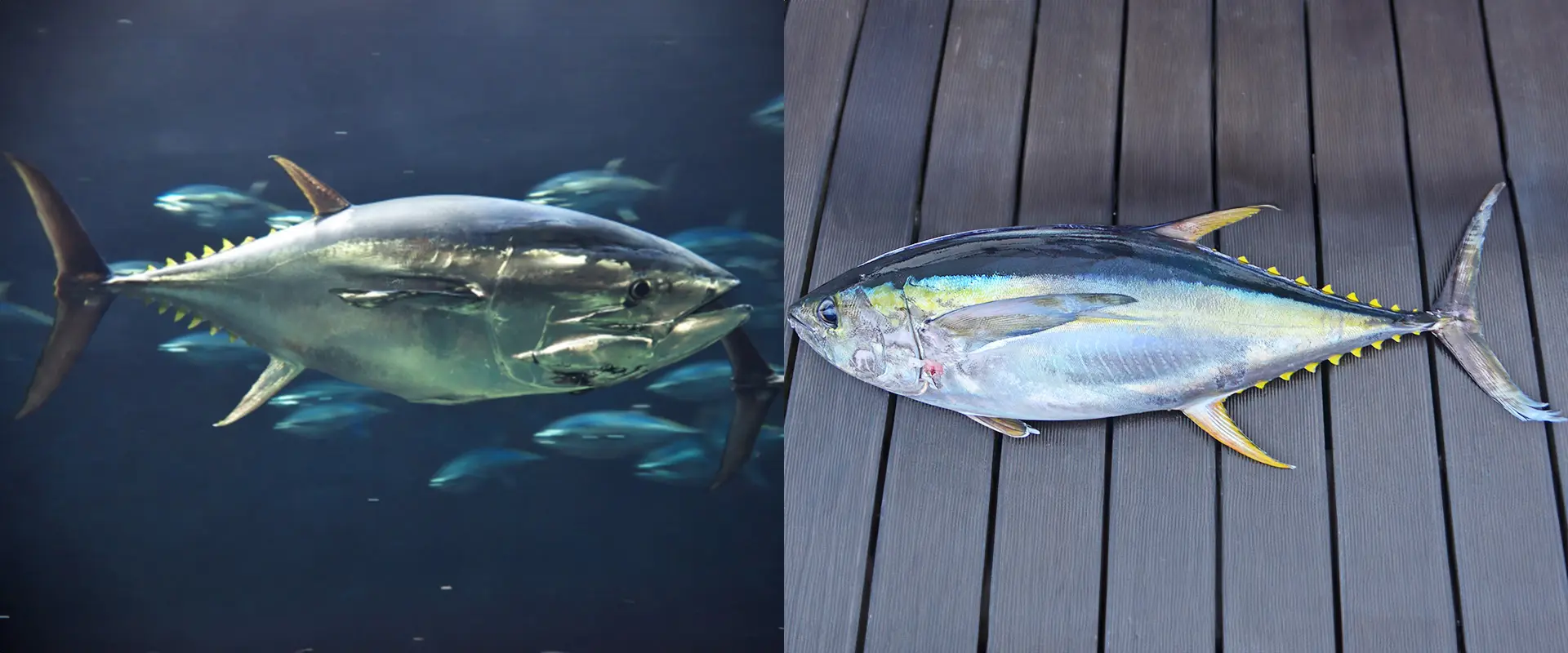 キハダマグロとの違い