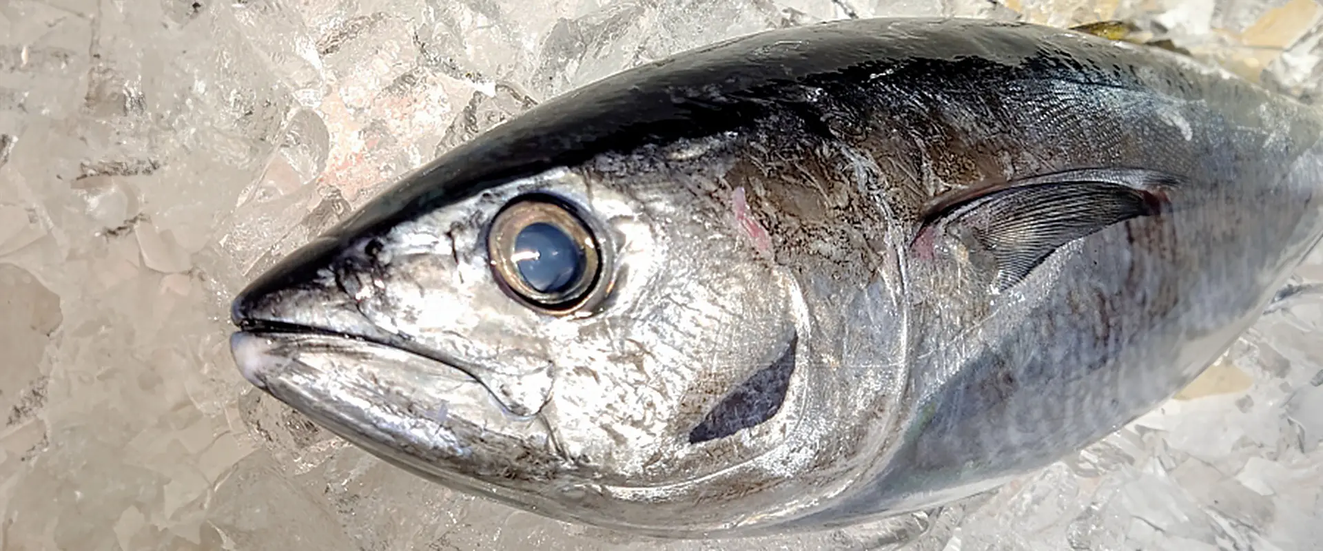 クロマグロ遊漁の規制・新ルール