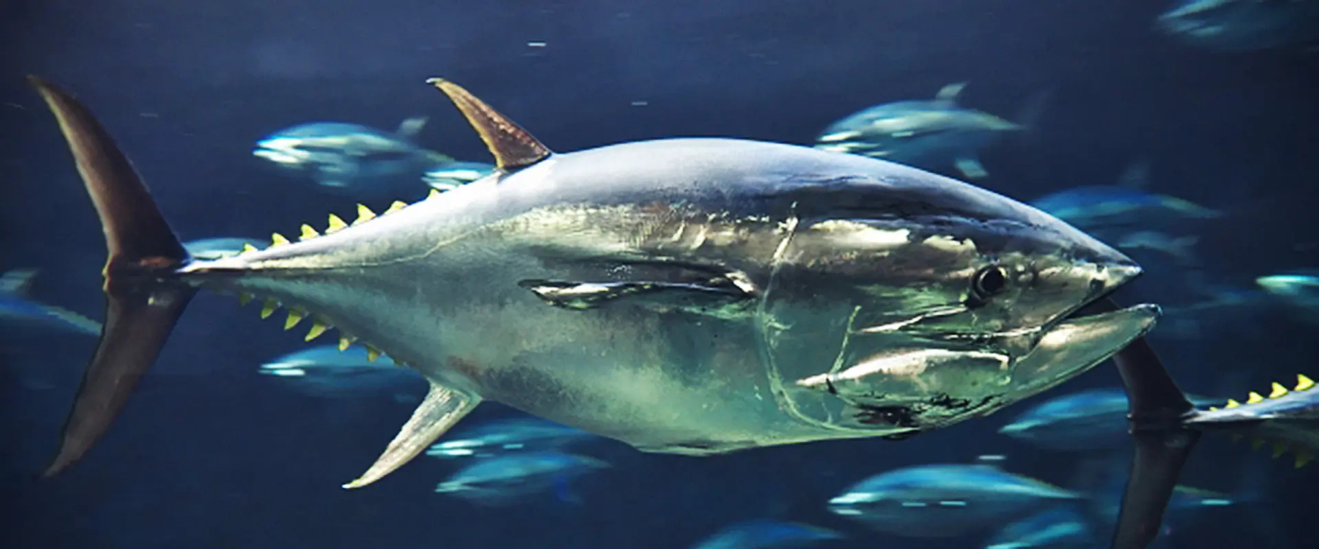 釣れたら死んだ場合は持ち帰りOK？