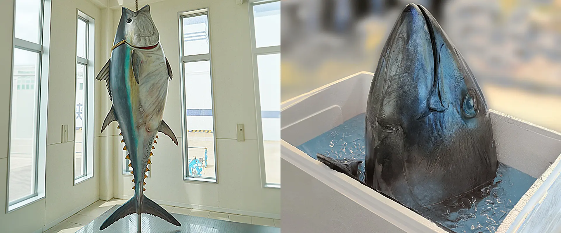 クロマグロを釣れたら死んだ場合は持ち帰りOK？遊漁の規制 まとめ