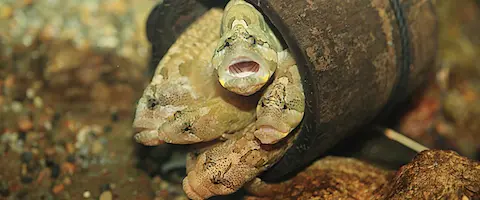 ギンポって危ない？噛み付くの？
                                        