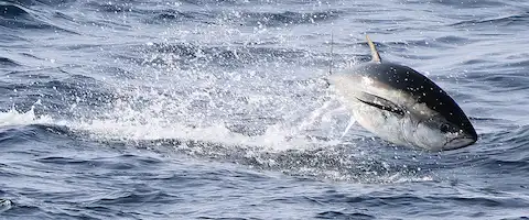 クロマグロを釣れたら死んだ場合は持ち帰りOK？遊漁の規制
                                        