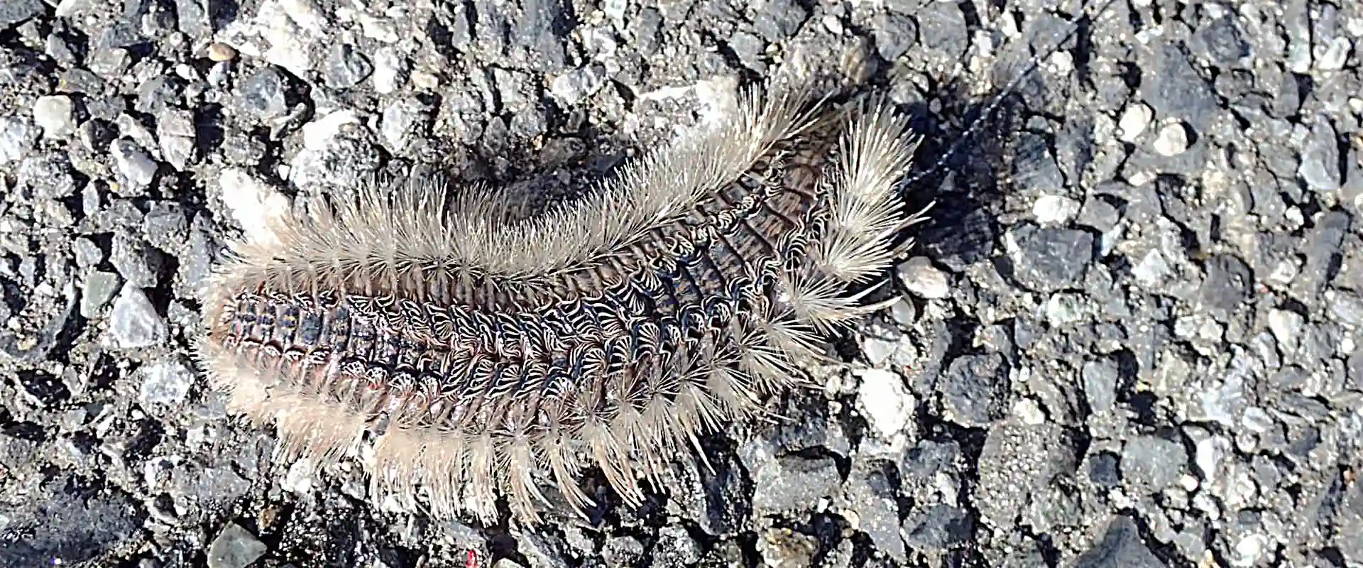 ウミケムシに刺されたら腕なくなるの？毒性は？天敵の食べる魚