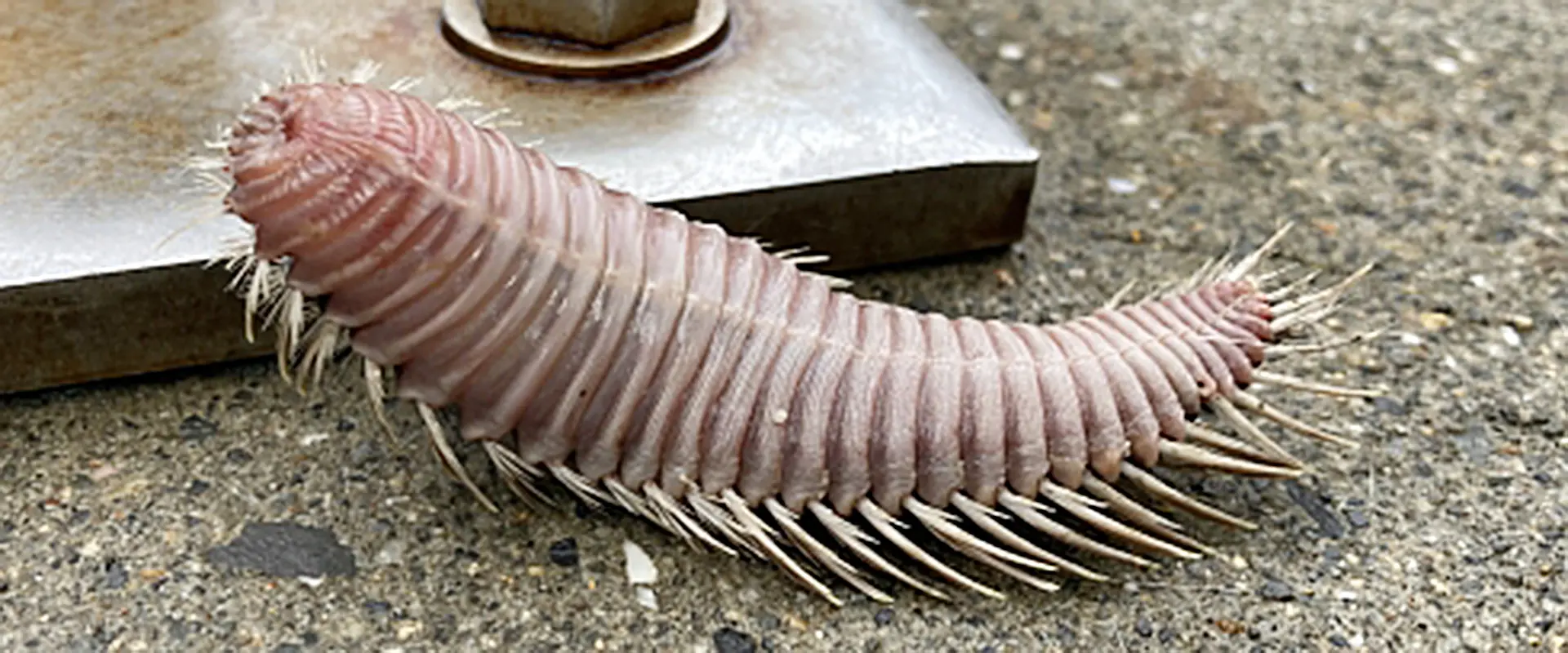 そもそもウミケムシとは？どんな生き物なの？