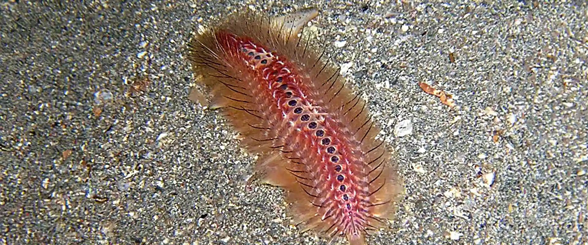 ウミケムシに刺されたら腕なくなるの？毒針はどこ