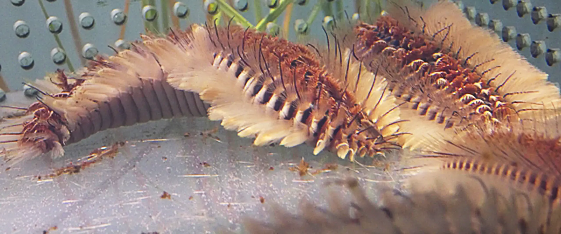 腕なくなるの？