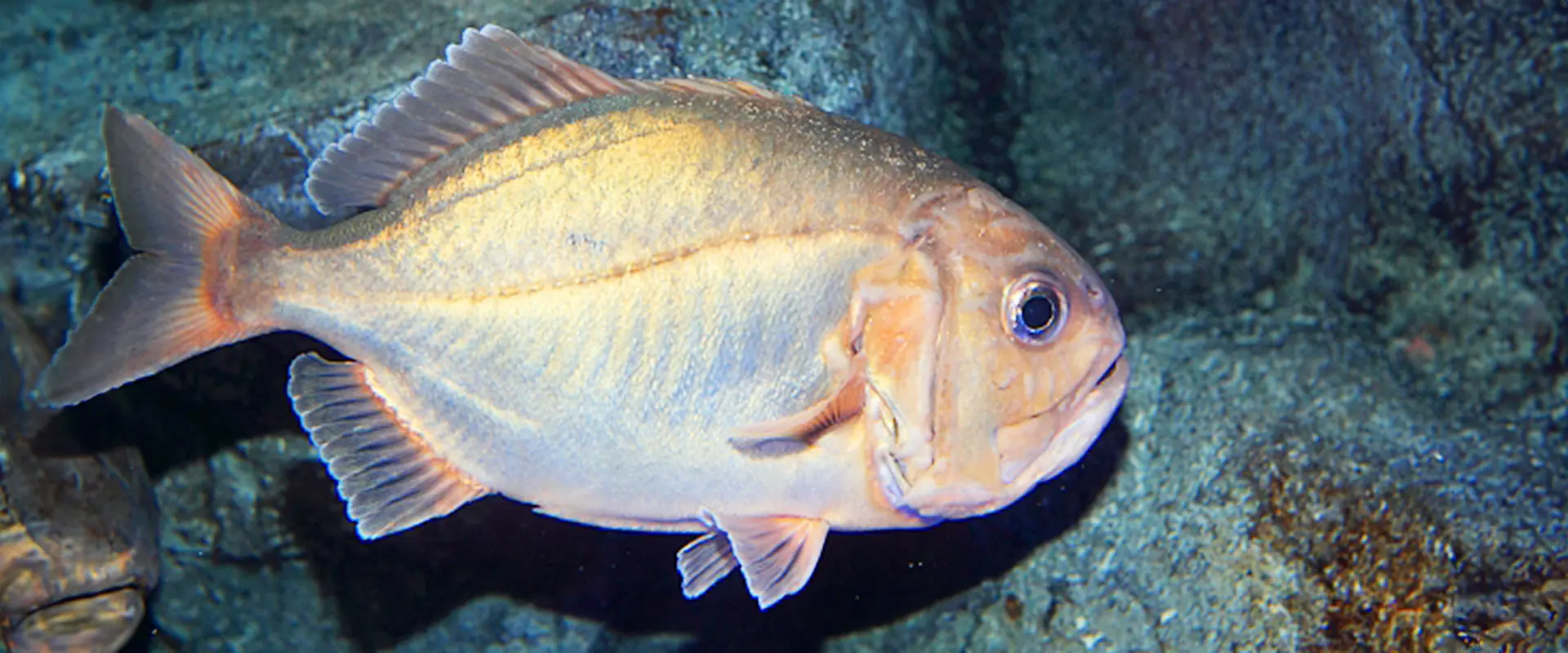 そもそもうおぜ（しず）ってどんな魚？