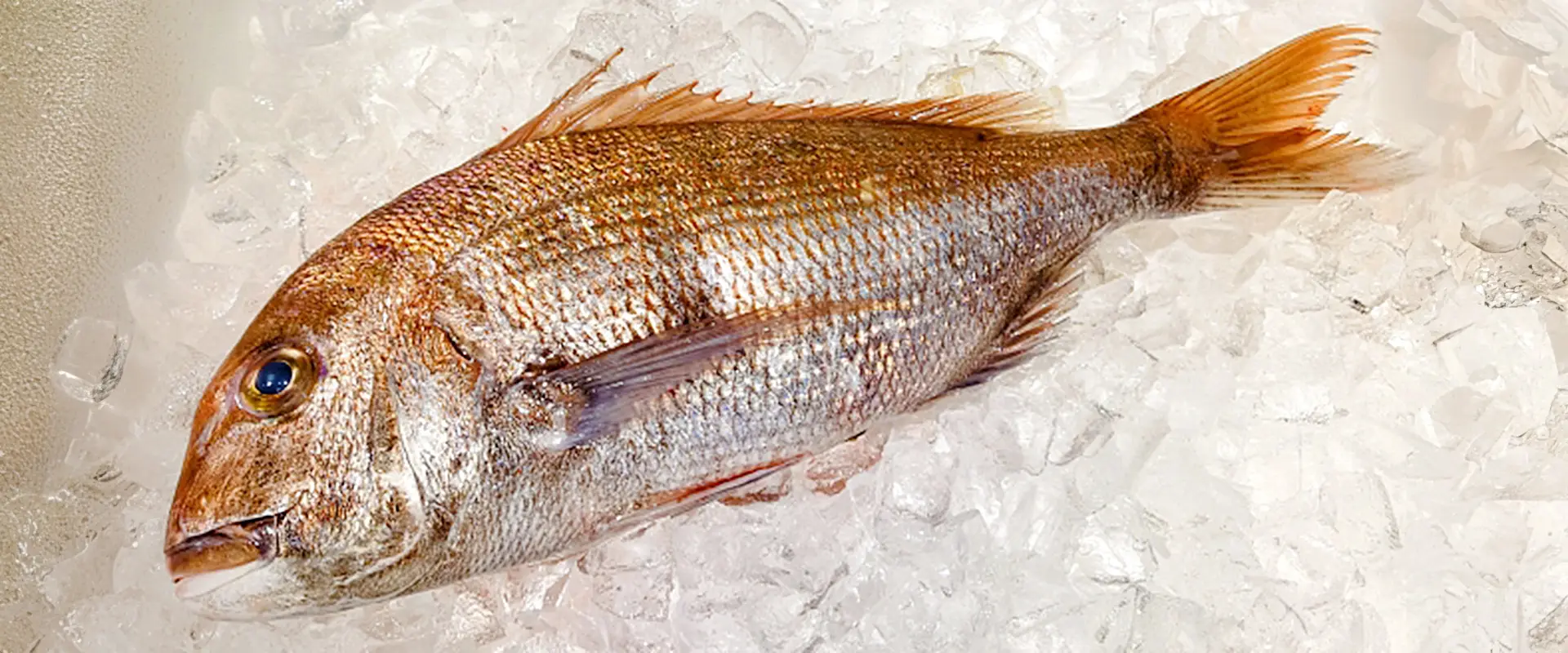 鯛の骨こぶは鳴門骨と呼ぶ縁起物！その原因は？気持ち悪い？まとめ