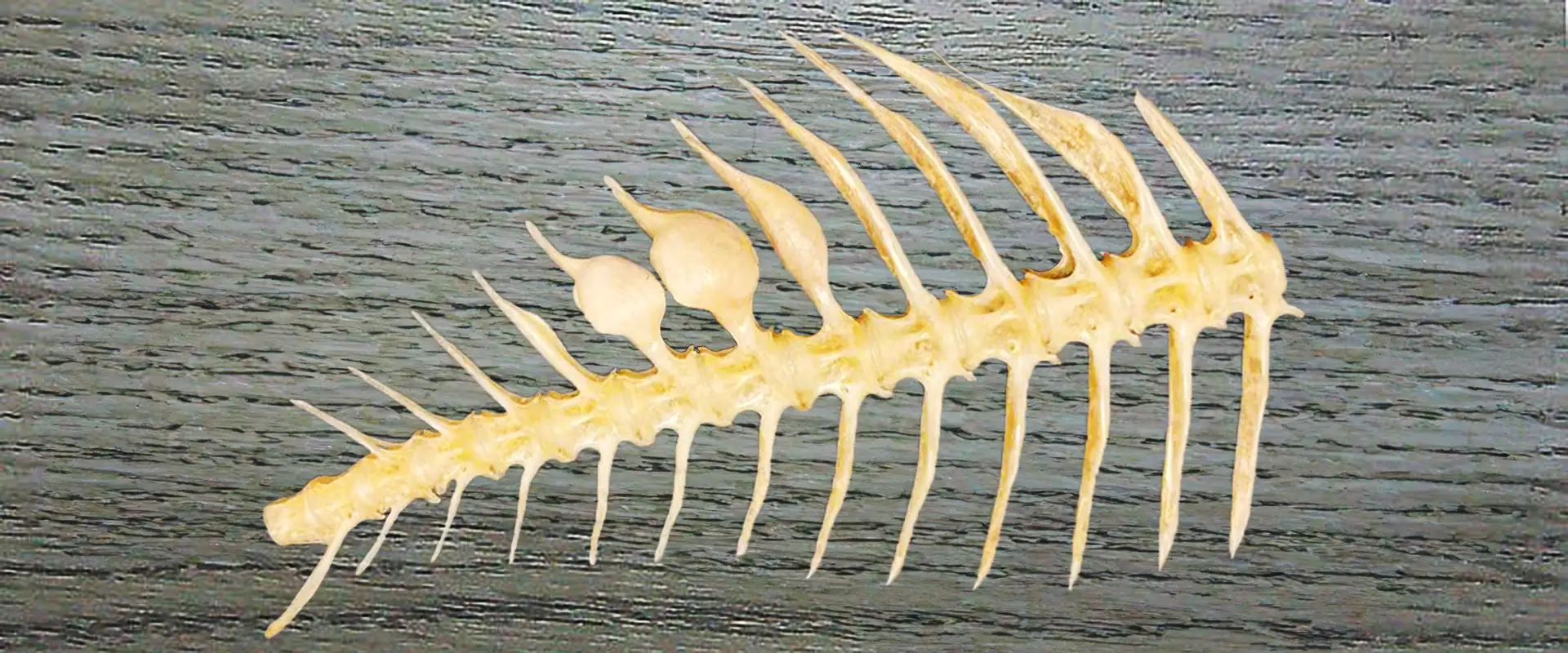 鳴門骨の鯛は骨こぶの縁起物！その原因は？気持ち悪い？
