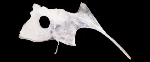 鯛のタイ（鯛）骨の場所はどこ？縁起物の取り方は？保存方法 まとめ