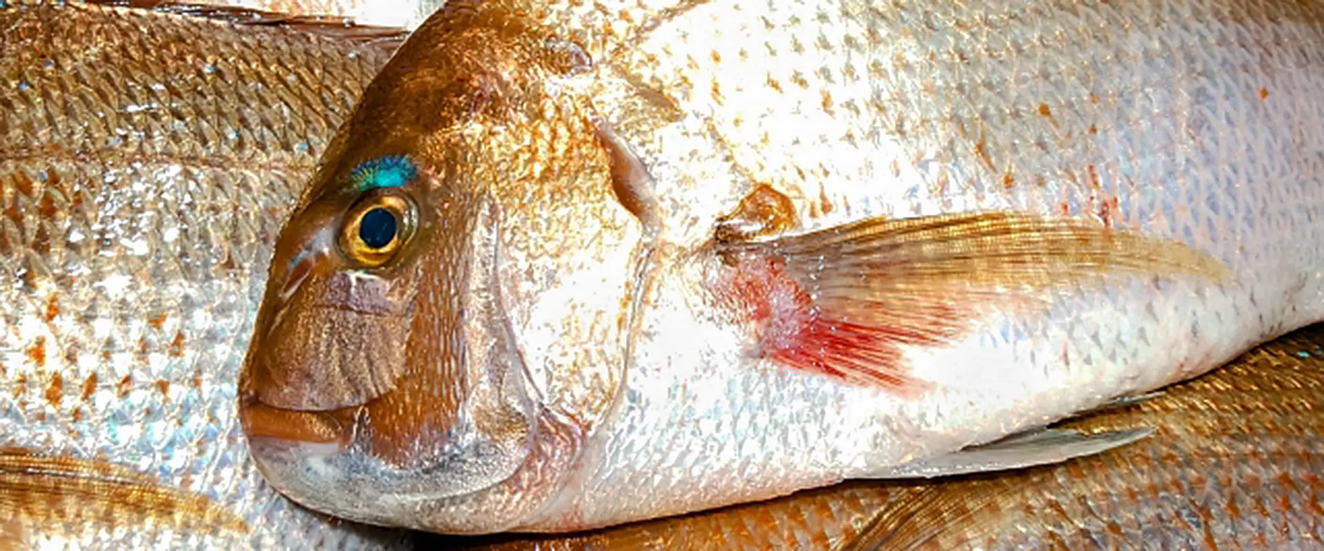 鯛のタイ（鯛）とは何ですか？どこにあるの？