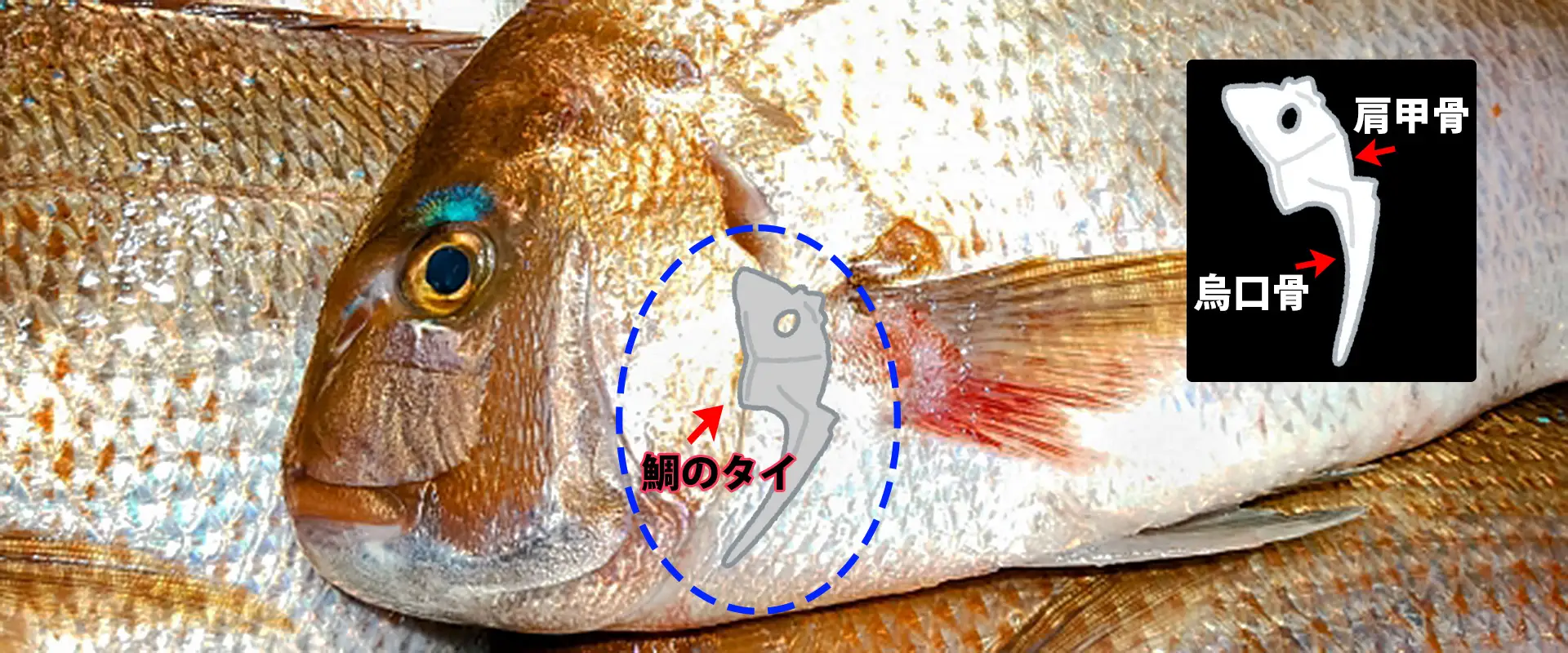 どこにあるの？骨の場所