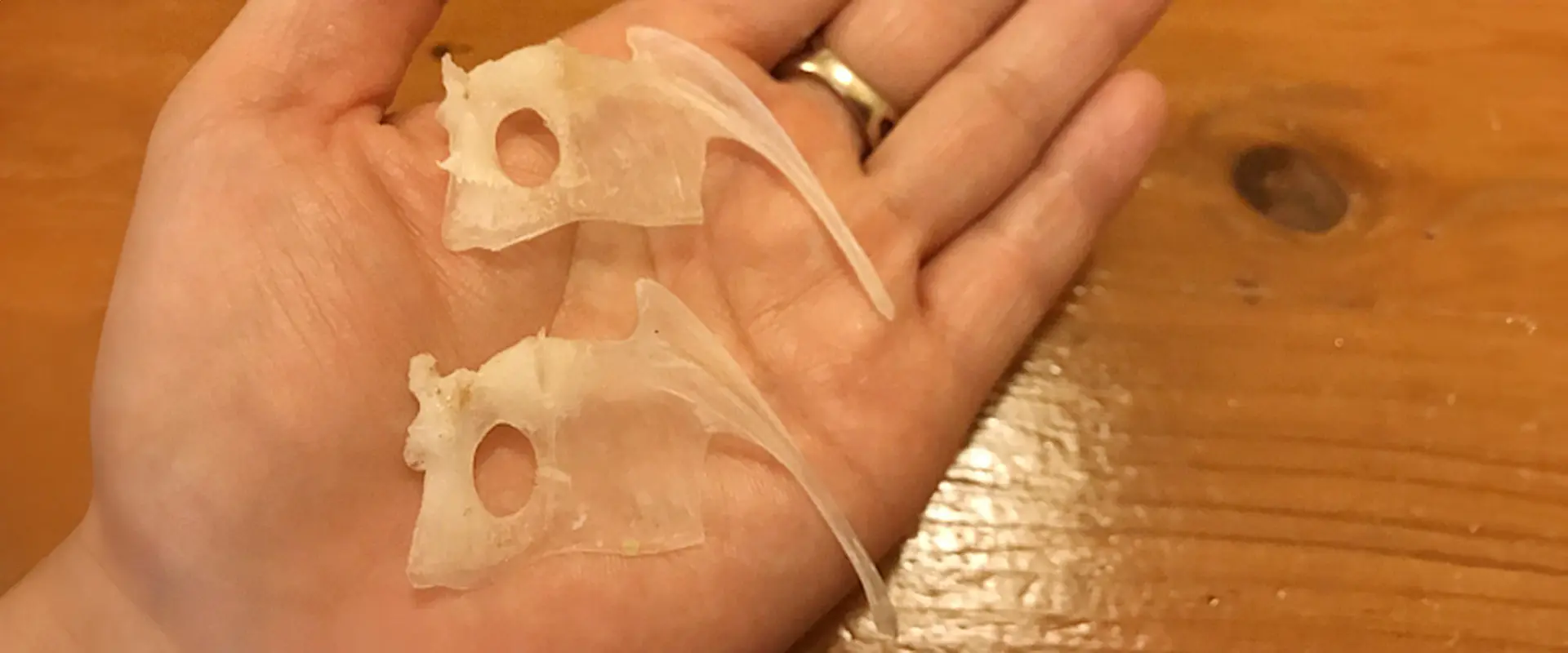 鯛のタイ（鯛）は縁起物！鯛の九つ道具